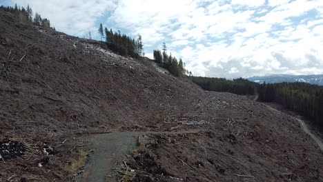 clearcut aerial view of logged forest of port alberni, vancouver island, canada