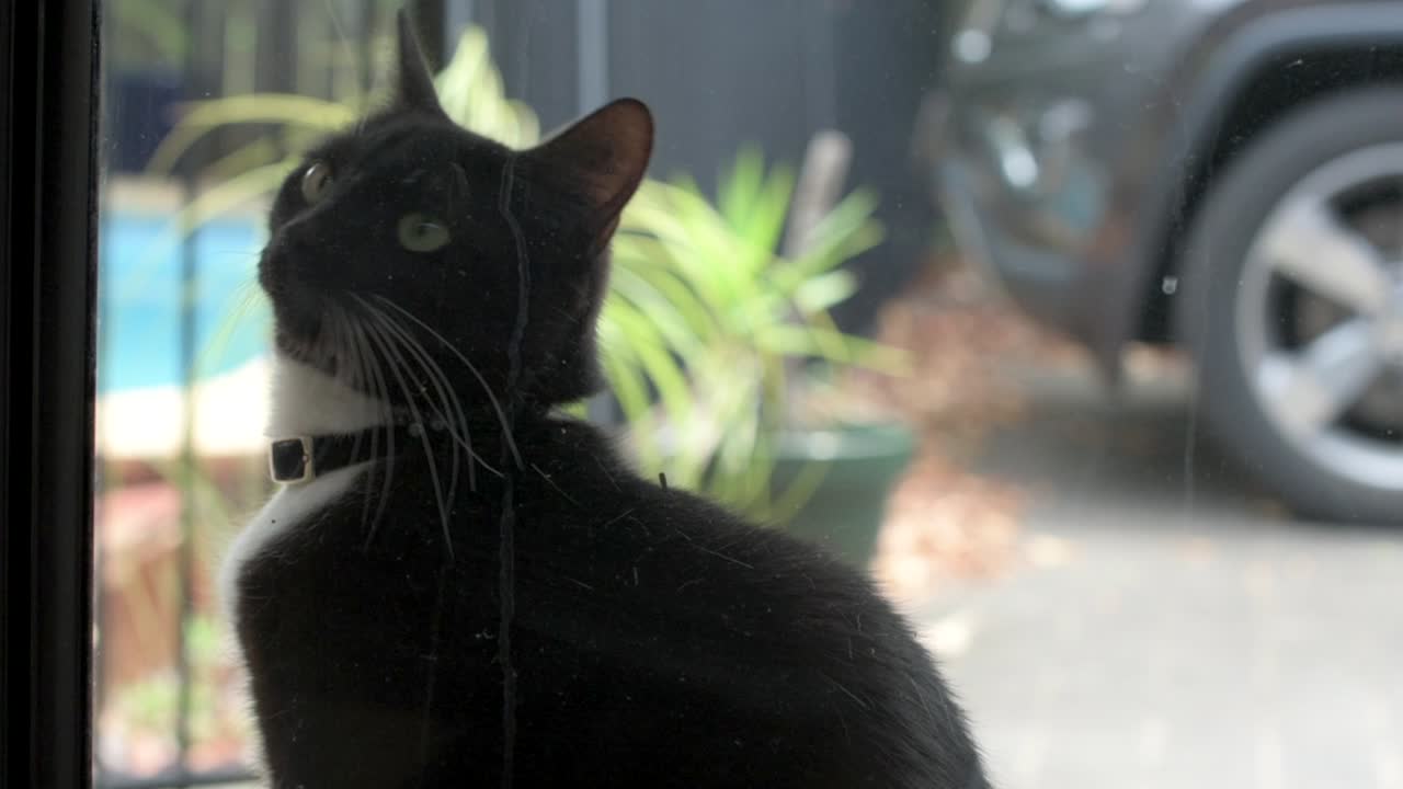 작은 흑백 국내 창 밖에 앉아 내부를보고