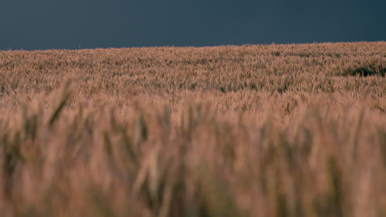 Intense thunderstorm over wheat field in Dordogne