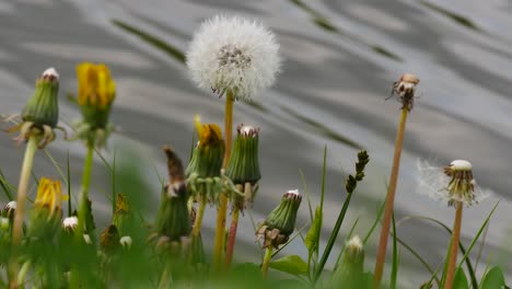 Wild-fresh-spring-flowers.-Lake-shore.-Close-up