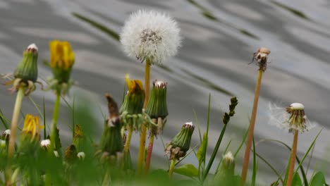 flores silvestres frescas de primavera. orilla del lago de cerca