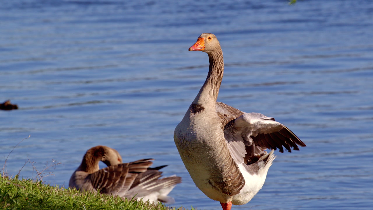 Funny shot of goose flapping his wings in slow motion