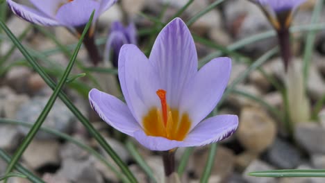 crocuses with beautiful flowers multicolored