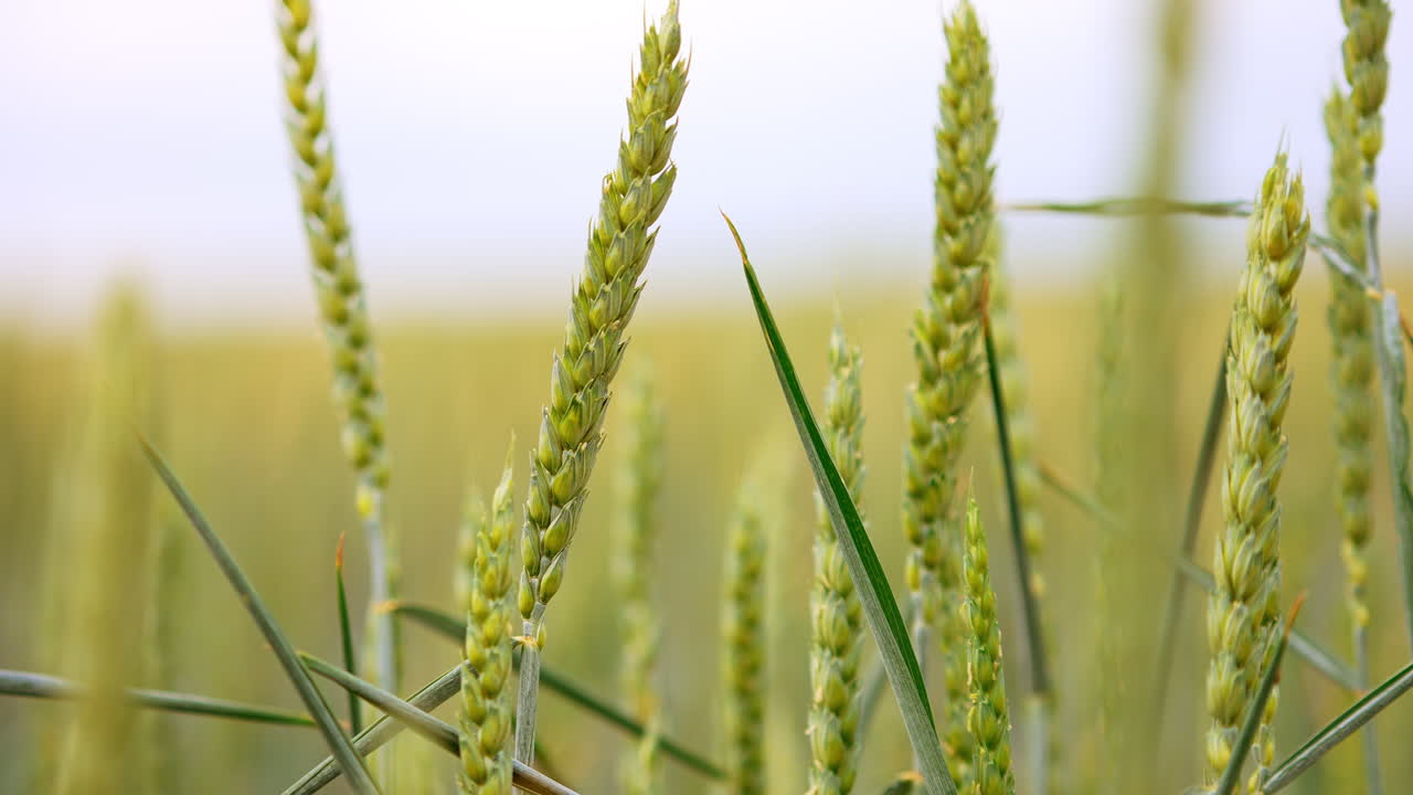 Swaying ears of green wheat in the agricultural field. Grain harvest ripening in summer. Close up. Blurred backdrop.