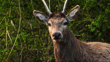 Closeup-portrait-of-Barbary-stag-red-deer-looking-at-camera,-handheld,-day