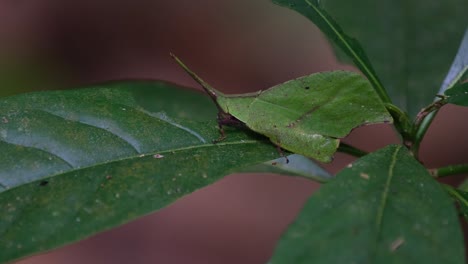 leaf-mimic grasshopper, trigonopterygidae, thailand; almost motionless while seen on top of a leaf already partially eaten as it is being zoomed out.