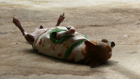 chihuahua resting on concrete floor