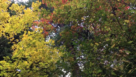 Bunter-Herbst-östliches-Kanadisches-Laub,-Niedriger-Winkel