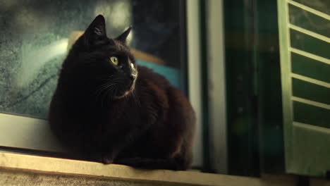 black cat resting by the window in animal shelter