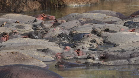 Hippos-sleeping-in-a-river-covered-in-mud-in-Tanzania,-Africa