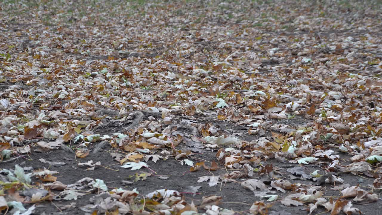 Pode-se ver um vento leve que cria um pequeno efeito nas folhas secas neste belo cenário. O inverno está próximo e a vida continua seu ciclo vital