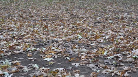 You can see a small wind that creates a small effect on the dead leaves on this beautiful background. The winter is near and life continues its life cycle.