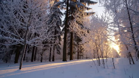 bosque de invierno al amanecer o al atardecer