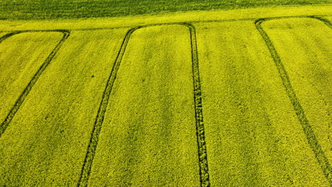 a wide aerial shot of vibrant yellow rapeseed fields with clear rows and patterns, surrounded by lush green farmlands and distant hills under a bright sky