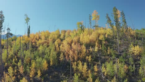 early morning aerial footage in shadow mountain lake in grand lake colorado with the fall colors just beginning
