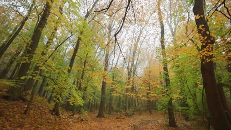 a walk in a dreamy autumn forest