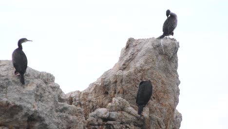 grupo de aves marinas sobre una roca