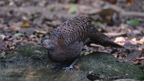 Drinking-water-while-facing-to-the-left,-Grey-peacock-pheasant-Polyplectron-bicalcaratum,-Thailand