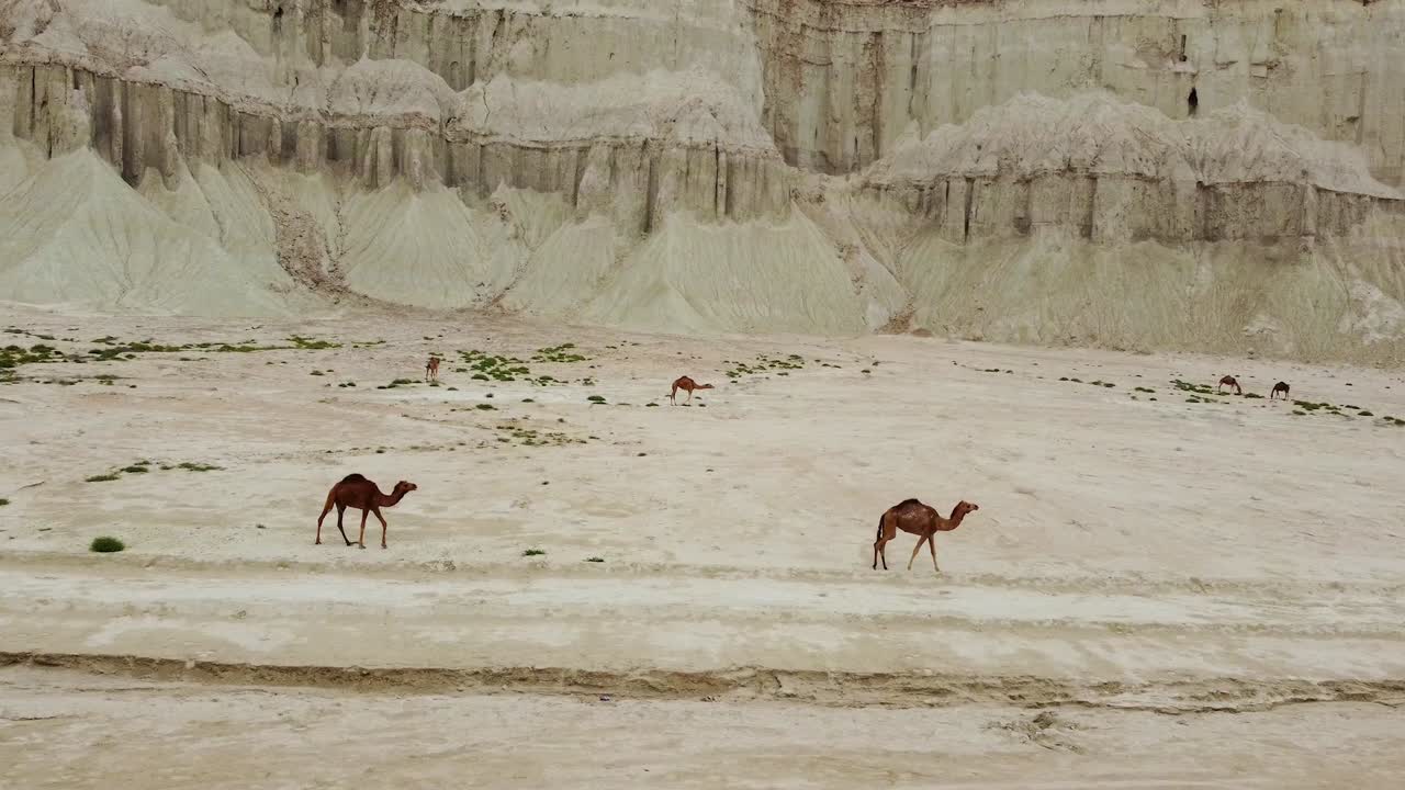 cabalgar en camello pastorear verduras en el desierto clima costero en la isla de hormuz en irán la cultura árabe agricultura saudí qatar hospitalidad atracción turística punto de referencia erosión forma del terreno alojamiento de lujo