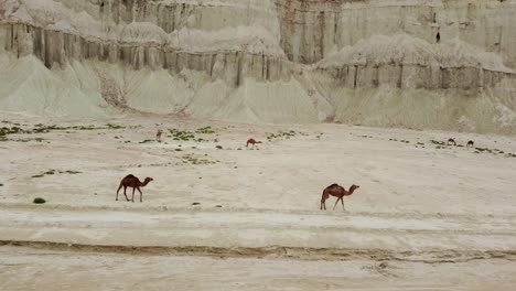 camel riding grazing vegetable in desert coastal climate in iran hormuz island the arabian culture agriculture saudi qatar hospitality tourist attraction landmark erosion landform luxury accommodation