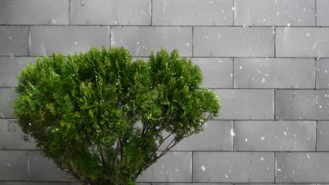 green shrub by a grey brick wall in the snow