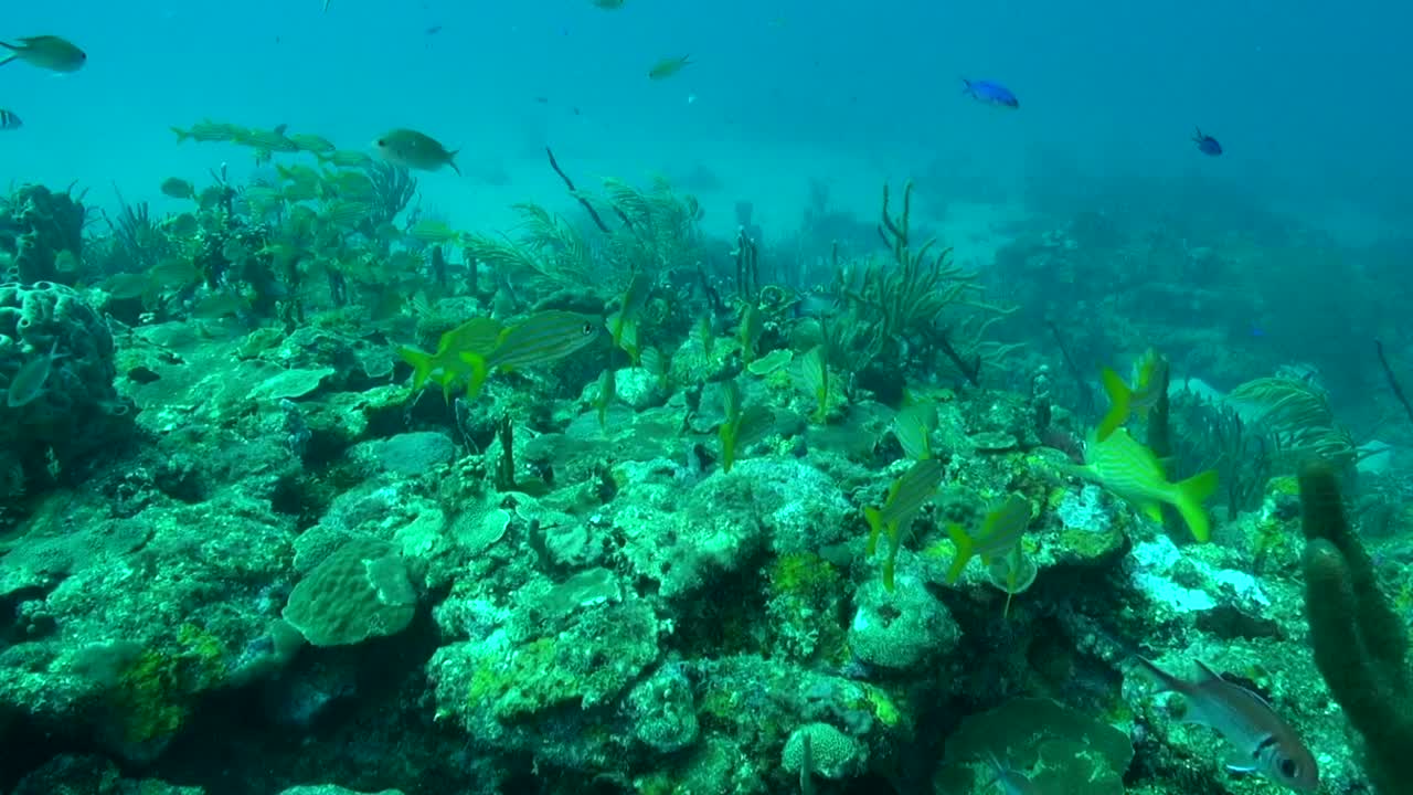 escuela de gruñido rayado amarillo en el arrecife