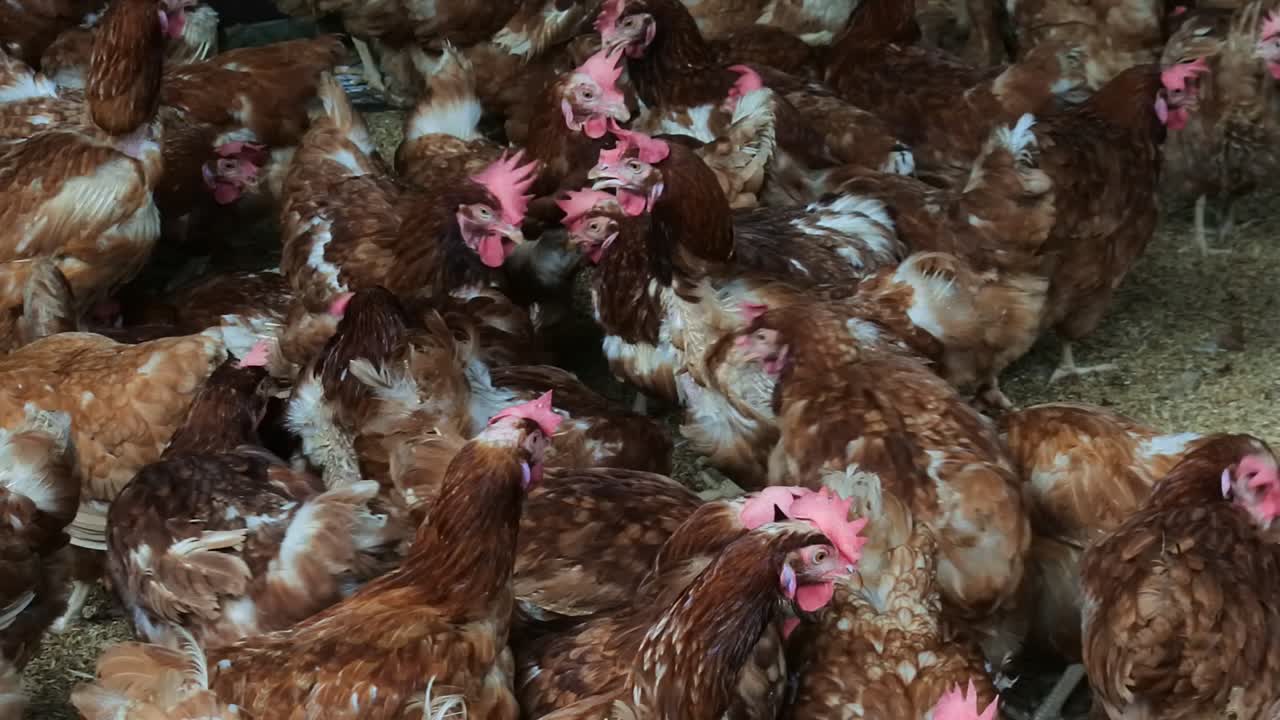 cientos de pollos con plumas rojizas en el gallinero