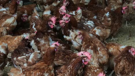 hundreds of chickens with reddish feathers in the coop