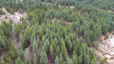 vista de la selva, el avión no tripulado vuela sobre un paisaje de densas montañas cubiertas de bosques verdes, vista aérea de exuberantes montañas de bosque verde, vista de la jungla