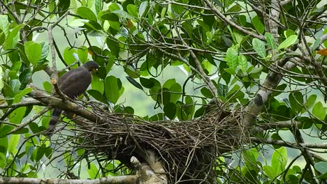 a crested goshawk eagle is on top of the nest