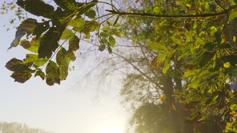close-up view of green leaves on a tree branch with sunlight filtering through, creating a serene and natural autumn atmosphere