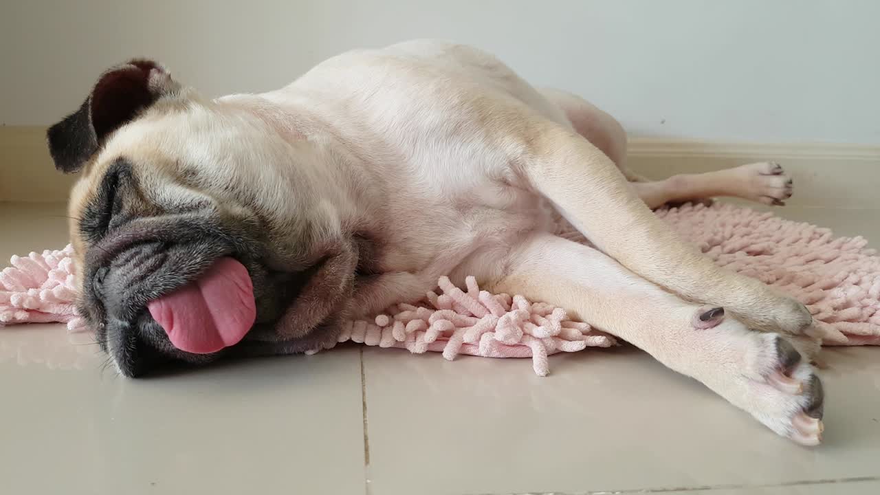 Close-up face of Cute pug puppy dog sleeping by chin and tongue lay down on mat floor