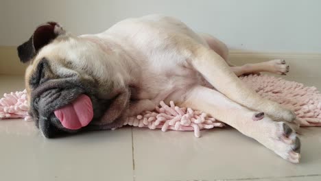 close-up face of cute pug puppy dog sleeping by chin and tongue lay down on mat floor