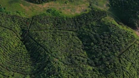 Increíble-Vista-Aérea-De-La-Vasta-Plantación-De-Jardín-De-Té-En-Sylhet,-Volando-Hacia-Adelante