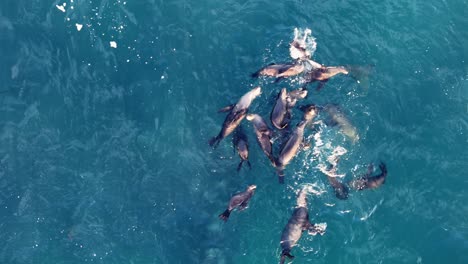 la jolla cove drone stationary over a close up cluster or herd of sea lions seals floating together in the pacific ocean