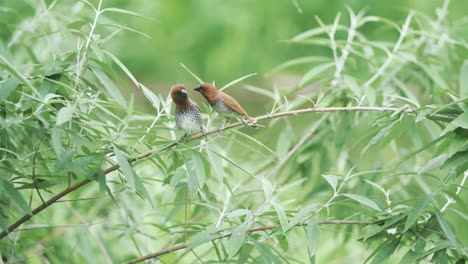 dos pájaros munia de pecho escamoso peleando en una rama a cámara lenta
