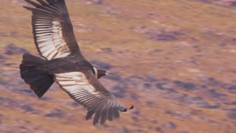 adult andean condor flying below eye level over the amazing andes mountains surveying the ground for any thing to scavenge