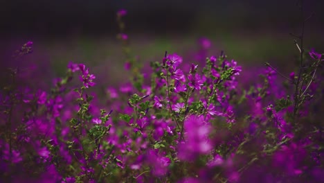 cinemagraph of a vibrant colorful flower field with purple, violet and pink petals and blossoms. the natural plant vividly blooming and moving in the wind. seamless video loop in 4k uhd.