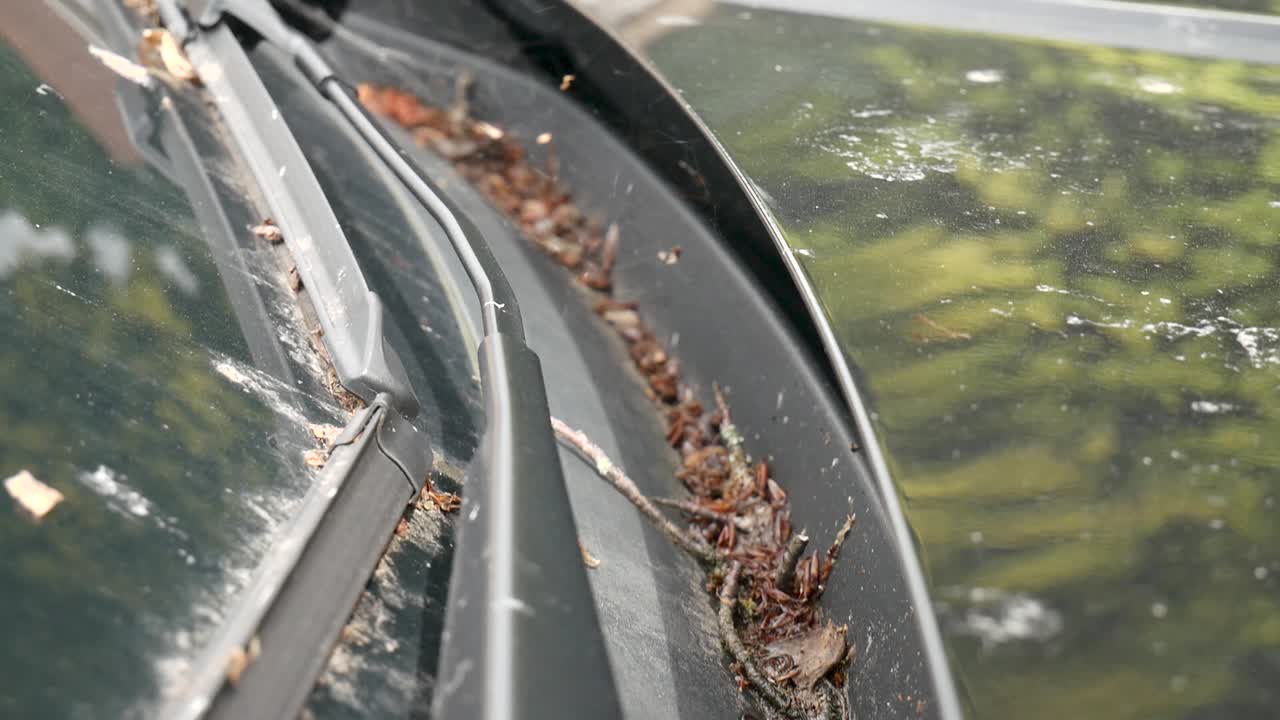 Leafs and twigs in car trim