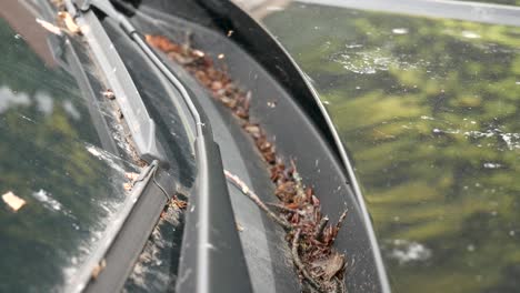 leafs and twigs in car trim