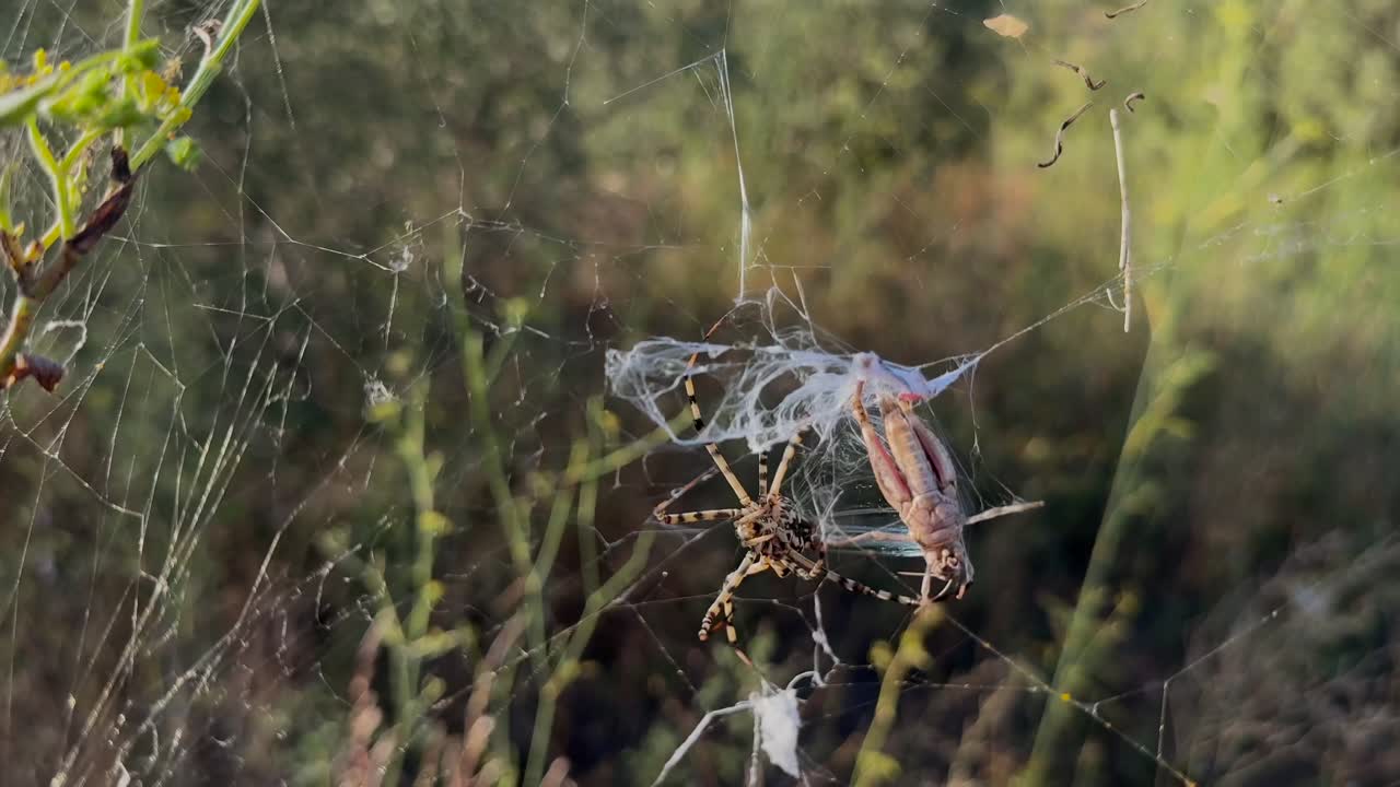 Close-up view of a mediterranean tiger spider wrapping a helpless grasshopper with its silk web trapped in its silk web. slow motion shot