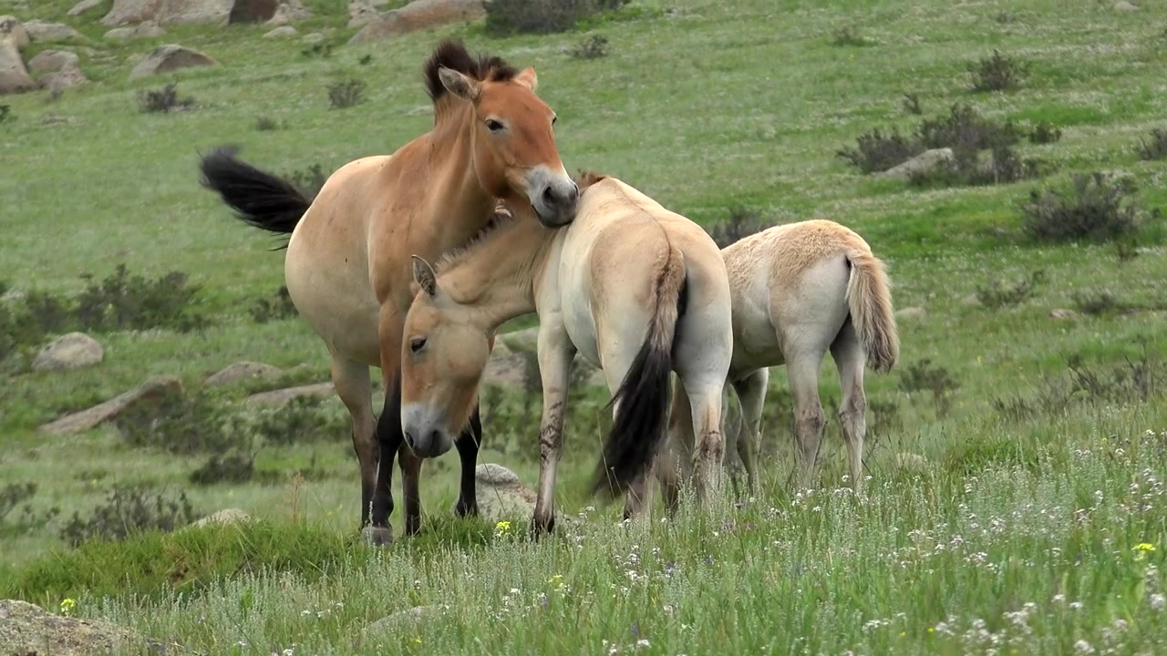 Przewalskipaarden grazend in een grazige weide