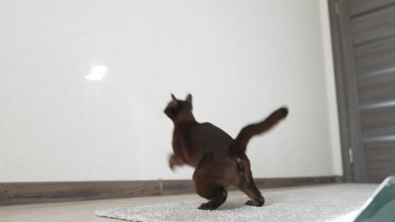 Cat jumps in the house. Funny cat chasing reflection of the sun on the wall