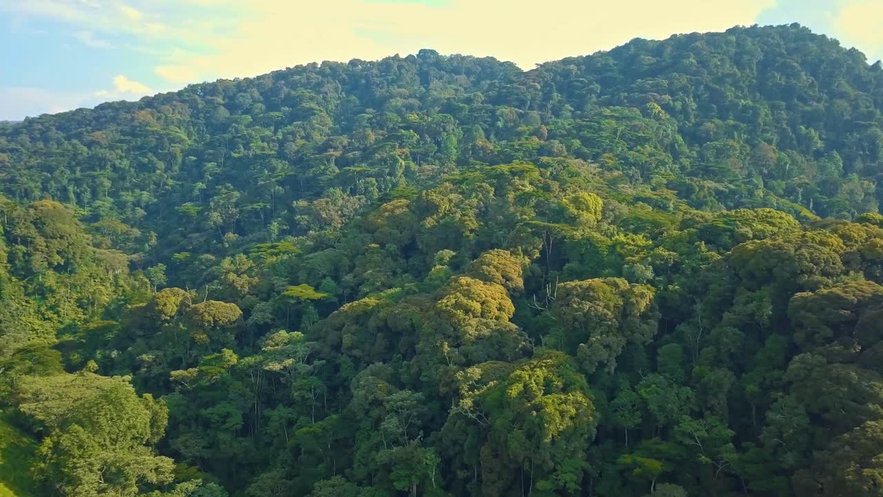 Vue aérienne panoramique de la forêt impénétrable de Bwindi en Ouganda, avec une canopée dense et intacte et des pentes plantées de thé dans le district de Rubanda, qui protège l’espèce menacée Gorilla beringei beringei