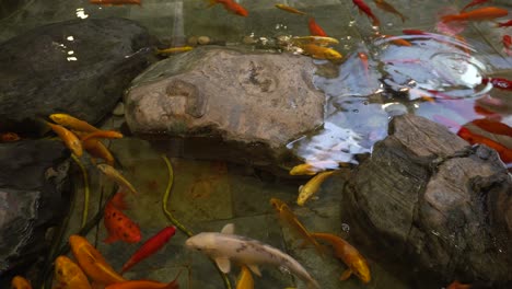 fishes have fun moving around in a group and seem to wait for the meal