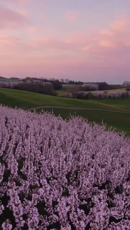 pink cherry blossoms sunset landscape