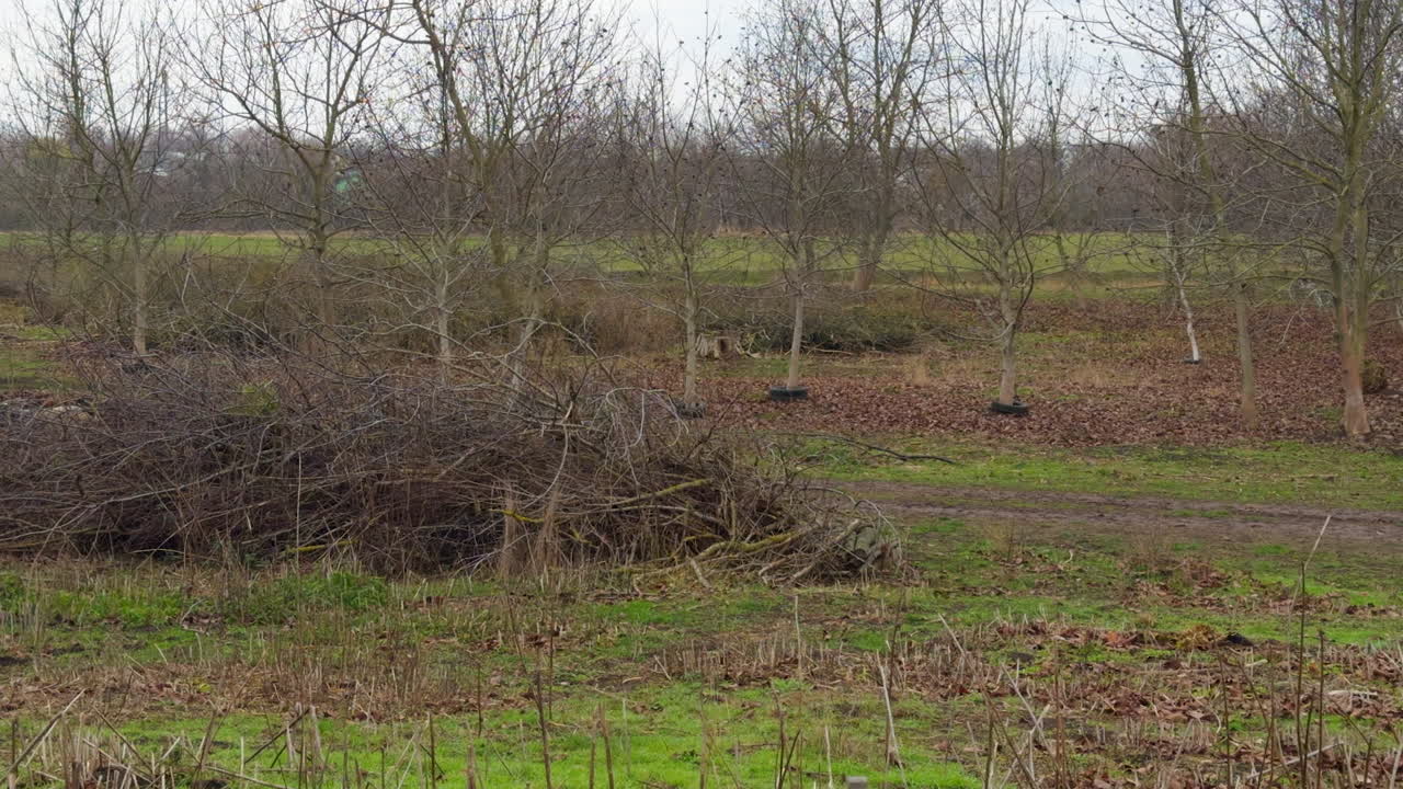 Flock of dark sheep running by the path in the countryside. Pasturing the sheep in autumn season.