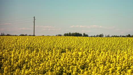 Riesiges-Und-Leuchtend-Gelbes-Blumenfeld-Auf-Einer-üppigen-Wiese