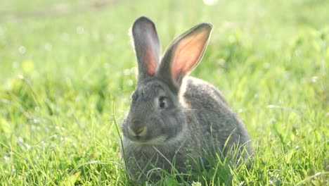 cute little rabbits on green grass, white little rabbit