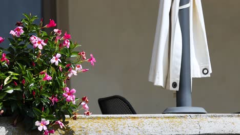 flowers and umbrella on a turin balcony
